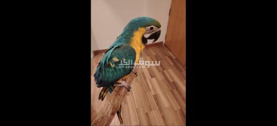 للبيع Macaw Blue And Gold - 2
