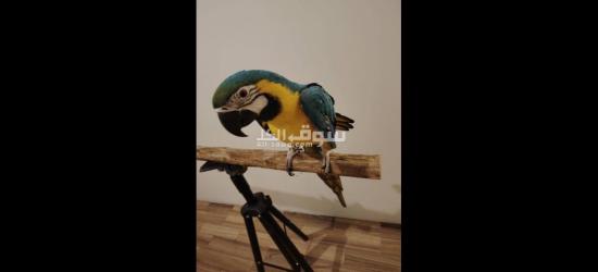 للبيع Macaw Blue And Gold - 3