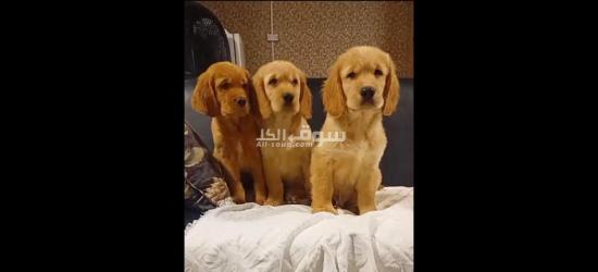 كلاب جولدن رتفيلر مستوى توب التوب - 2