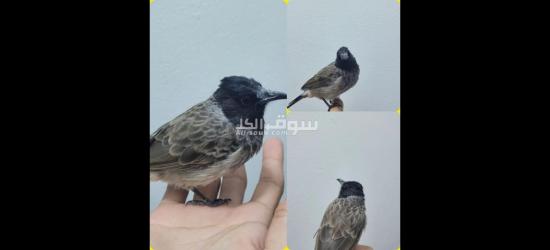 بلبول كشميري اليف مغرد للبيع